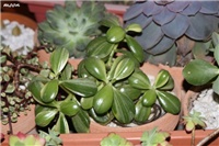 41a95e56-IMG_6760 crassula.jpg